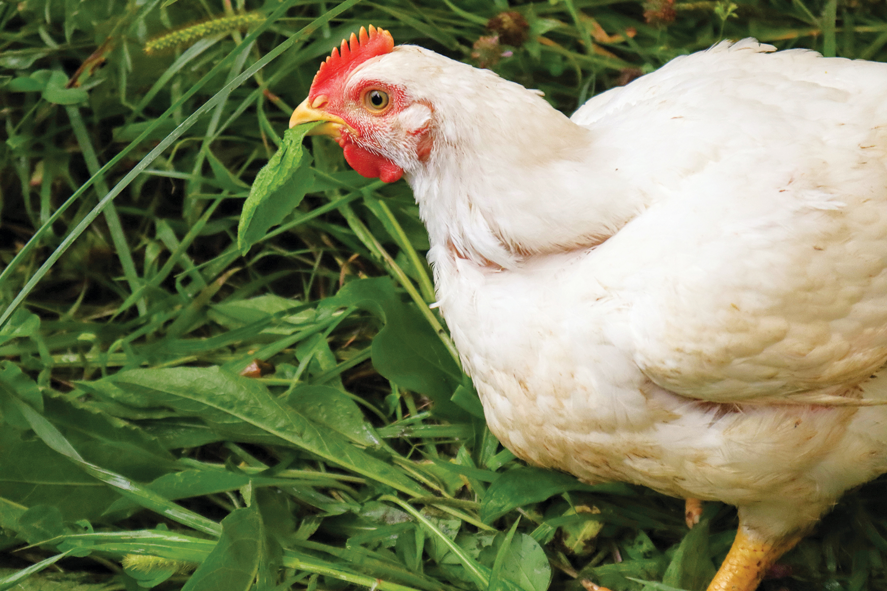 Working with Birds – Mother Earth News - Vimarsana News